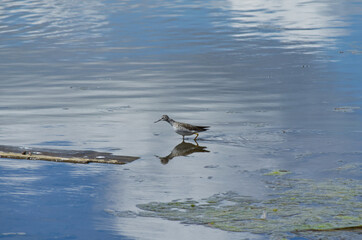 A Spotted Sandpiper on the Water