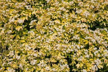 Close up of Mexican orange blossom (choisyna ternata) flowers in bloom