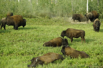 American Bison commonly known as a buffalo in North America