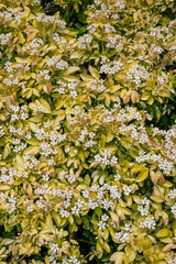 Obraz premium Close up of Mexican orange blossom (choisyna ternata) flowers in bloom