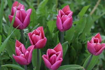 Group of purple tulips close-up
