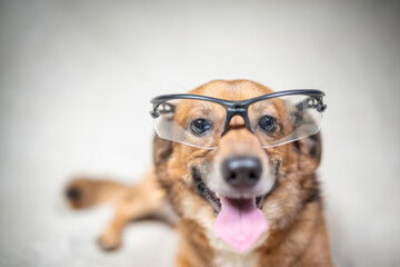 Beautiful frightened dog in a photo studio on a light background, close-up.
