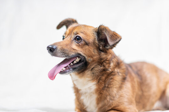 Beautiful frightened dog in a photo studio on a light background, close-up.
