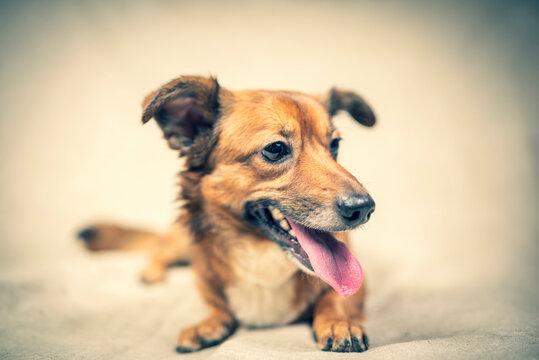 Beautiful frightened dog in a photo studio on a light background, close-up.
