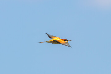 European bee-eater, Merops Apiaster, in flight in Donana National Park, Huelva, Spain