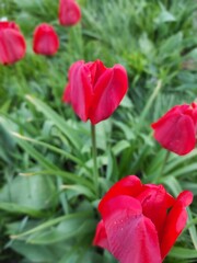 tulip, flower, spring, red, nature, tulips, garden, flowers, plant, beauty, blossom, flora, field, petal, floral, bouquet, bloom, isolated, color, summer, beautiful, leaf, bright, colorful