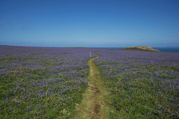 Obraz premium Carpet of bluebells (Hyacinthoides non-scripta) in spring on Skomer Island off the coast of Pembrokeshire in Wales, United Kingdom