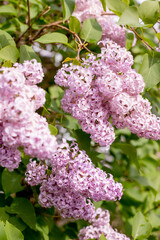 Big lilac branch bloom in garden after rain. Bright blooms of spring lilacs bush. Pink flowers close-up on blurred background. Bouquet of bright purple flowers