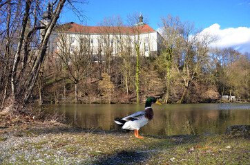 Teich beim Kloster Puchheim im Frühjahr, Österreich, Europa - Pond at Puchheim Monastery in spring, Austria, Europe © Spitzi-Foto