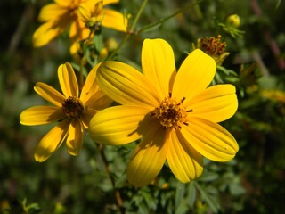 Yellow Flower