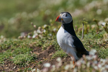 Atlantic puffin (Fratercula arctica) nesting amongst spring flowers on Skomer Island off the coast of Pembrokeshire in Wales, United Kingdom