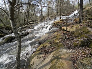 stream in the forest