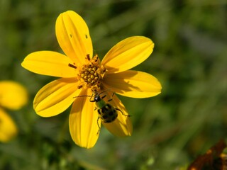 Bug on flower