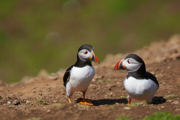 Two Atlantic puffin (Fratercula arctica) in spring on Skomer Island off the coast of Pembrokeshire in Wales, United Kingdom