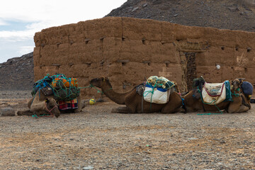Camels lying near a house in the Sahara Desert, Morocco.