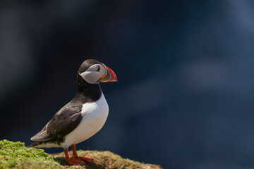 Atlantic puffin (Fratercula arctica) in spring on Skomer Island off the coast of Pembrokeshire in Wales, United Kingdom