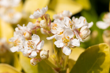 Macro shot of Mexican orange blossom (choisyna ternata) flowers in bloom