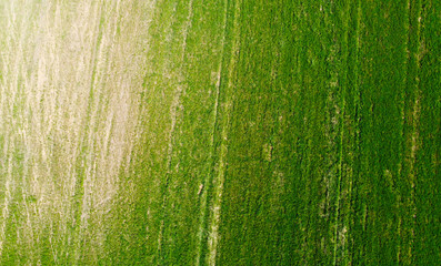 Aerial view of the texture of the green lawn in the fields