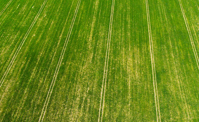 Aerial view of the texture of the green lawn in the fields
