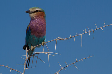 Lilac-breasted Roller bird sitting on a perch