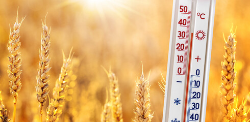 The thermometer shows 35 degrees of heat on a background of a wheat field. Summer heat