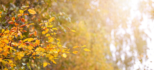 Autumn background with yellow autumn leaves on a tree in the forest