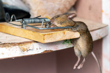 Dead mouse in a mousetrap. Mouse hunting. The mouse is a small rodent and pest