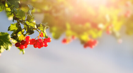 Bunch of red viburnum on a blurred background on a sunny day, panorama