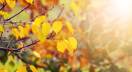 Autumn background with colorful autumn leaves in sunny weather, autumn forest