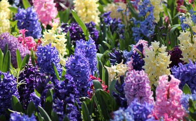 Obraz premium purple and white hyacinths