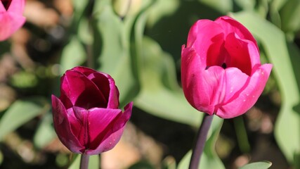 Naklejka premium tulips in the garden