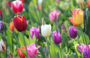 Obraz premium field of tulips