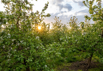 Fototapeta na wymiar sunset in the apple garden