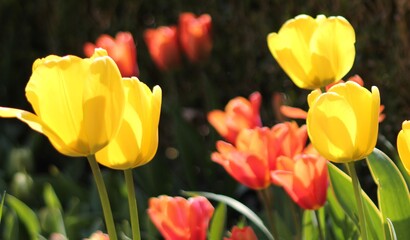 Obraz premium red and yellow tulips