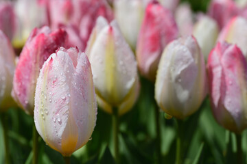 Fototapeta premium White and pink tulips grow in the field in spring and are wet from the rain