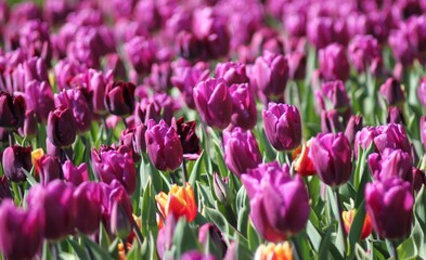 purple tulips in spring