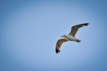 gabbiano al mare, al tramonto, Jesolo, Italia