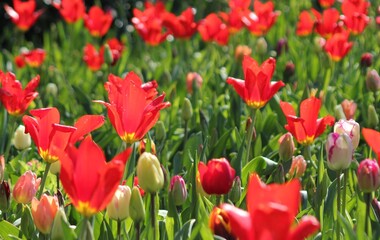 red tulips in the garden