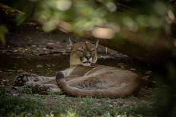 puma a riposo
