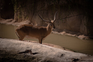 antilope africana