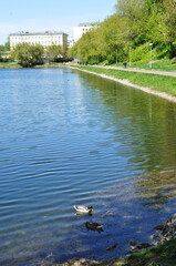 View of the monastery pond with ducks on the shore. Spring panorama of the monastery pond against the background of residential buildings.