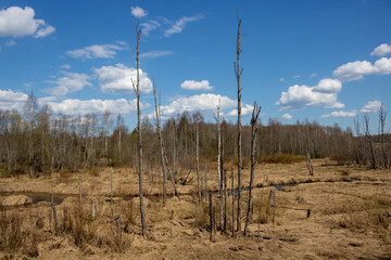 Spring landscape of dried grass and trees