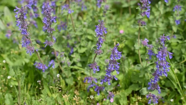 Blue flowers of catmint (Nepeta racemosa) swinging on the wind in the garden