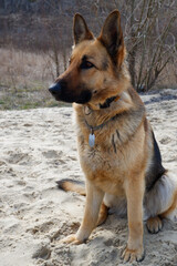 German shepherd dog sits on the sandy beach of the lake in early spring. Walking with your pet.