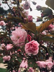 Beautiful pink sakura blooms in spring in the garden. High quality photo