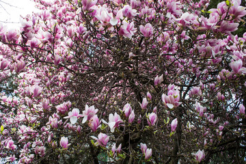 magnolia flowers