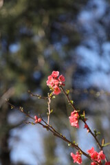 Blooming flowers on a bush