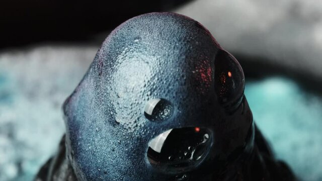 Chemical Reaction of a Toy Volcano Eruption using Baking Soda, Vinegar, Blue Dye. Rapid stream of bubbles with foam flows down from crater. Experiments, experience for schoolchildren. Education. 4K.