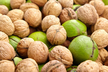 Walnut fruits closeup. Heap of walnuts in shell with green pericarp