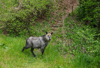 野生のニホンカモシカ
